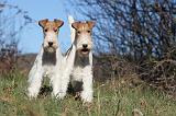 FOX TERRIER 404